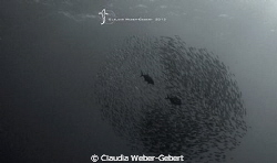 the swarm....
El Hierro - Cnary Islands by Claudia Weber-Gebert 